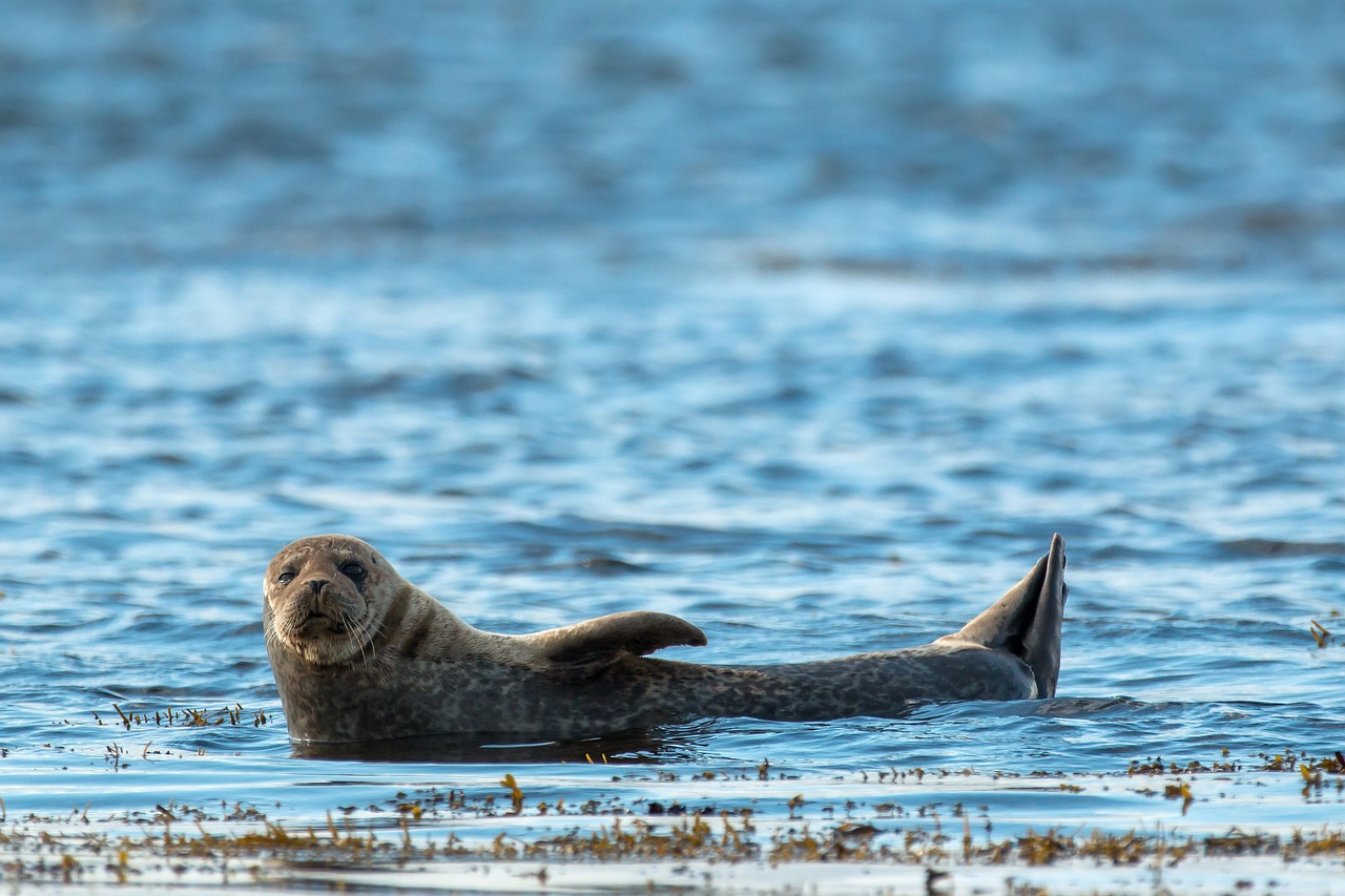 Future Trends in Marine Conservation Technologies